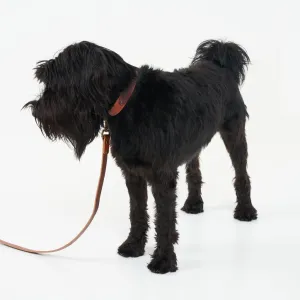 Leather Dog Collar
